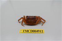 藏品(紅螯螳臂蟹)的圖片